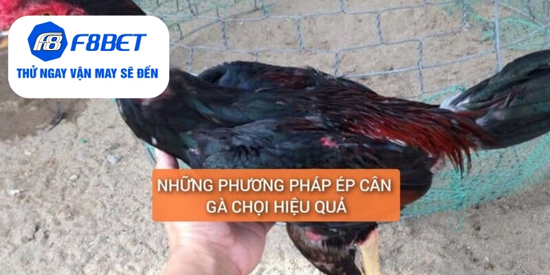 Những cách ép cân gà đá hiệu quả mà tiết kiệm
