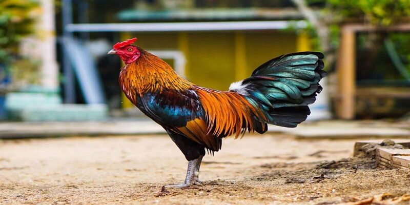 Cách chăm sóc chiến kê